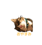 日本猫つくねのすたんぷ（個別スタンプ：3）