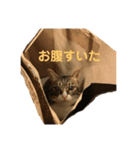 日本猫つくねのすたんぷ（個別スタンプ：4）