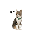 日本猫つくねのすたんぷ（個別スタンプ：5）