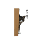 日本猫つくねのすたんぷ（個別スタンプ：6）
