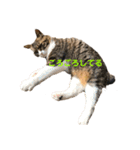 日本猫つくねのすたんぷ（個別スタンプ：8）