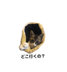 日本猫つくねのすたんぷ（個別スタンプ：10）