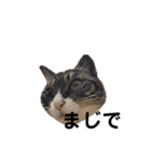 日本猫つくねのすたんぷ（個別スタンプ：12）
