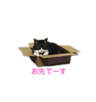 日本猫つくねのすたんぷ（個別スタンプ：13）
