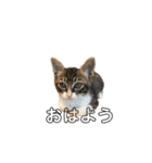 日本猫つくねのすたんぷ（個別スタンプ：14）