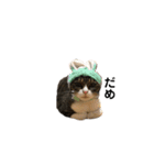 日本猫つくねのすたんぷ（個別スタンプ：15）