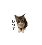 日本猫つくねのすたんぷ（個別スタンプ：16）