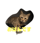 とらねこの日々2（個別スタンプ：1）