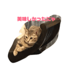とらねこの日々2（個別スタンプ：4）