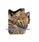 とらねこの日々2（個別スタンプ：8）