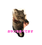 とらねこの日々2（個別スタンプ：9）