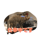 とらねこの日々2（個別スタンプ：11）