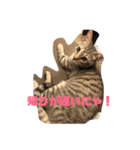 とらねこの日々2（個別スタンプ：12）
