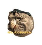 とらねこの日々2（個別スタンプ：13）