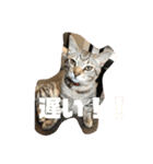 とらねこの日々2（個別スタンプ：15）