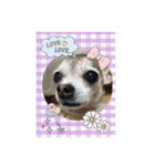 チワワ ひめこのゆる〜い毎日❤︎（個別スタンプ：4）