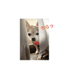 チワワ ひめこのゆる〜い毎日❤︎（個別スタンプ：22）