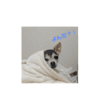 チワワ ひめこのゆる〜い毎日❤︎（個別スタンプ：23）