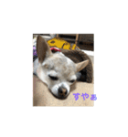 チワワ ひめこのゆる〜い毎日❤︎（個別スタンプ：32）