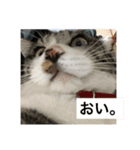 のりたま猫スタンプ（個別スタンプ：1）