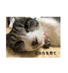 のりたま猫スタンプ（個別スタンプ：3）