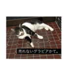 のりたま猫スタンプ（個別スタンプ：5）