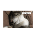 のりたま猫スタンプ（個別スタンプ：6）