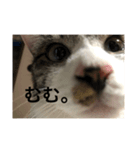 のりたま猫スタンプ（個別スタンプ：8）