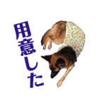 ディランと愉快な仲間たち パート3（個別スタンプ：5）