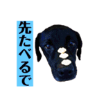 ディランと愉快な仲間たち パート3（個別スタンプ：8）