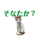 ディランと愉快な仲間たち パート3（個別スタンプ：17）