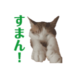 ディランと愉快な仲間たち パート3（個別スタンプ：23）