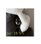 我が家の愛犬"うに"（個別スタンプ：1）