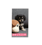 我が家の愛犬"うに"（個別スタンプ：2）