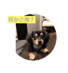 我が家の愛犬"うに"（個別スタンプ：4）