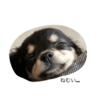 我が家の愛犬"うに"（個別スタンプ：5）