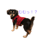 我が家の愛犬"うに"（個別スタンプ：6）