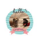 我が家の愛犬"うに"（個別スタンプ：7）