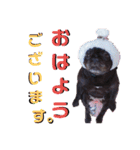 フレブルおはぎと仲間たち（個別スタンプ：1）