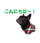 フレブルおはぎと仲間たち（個別スタンプ：5）