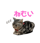 びびにゃんこ（個別スタンプ：19）