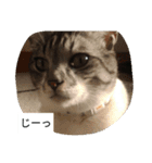 こてにゃんスタンプ（個別スタンプ：1）