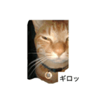 こてにゃんスタンプ（個別スタンプ：2）