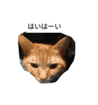 こてにゃんスタンプ（個別スタンプ：3）