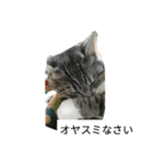 こてにゃんスタンプ（個別スタンプ：4）