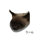 こてにゃんスタンプ（個別スタンプ：6）