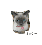 こてにゃんスタンプ（個別スタンプ：8）