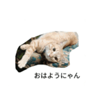 こてにゃんスタンプ（個別スタンプ：11）