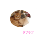 こてにゃんスタンプ（個別スタンプ：12）