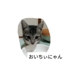 こてにゃんスタンプ（個別スタンプ：14）